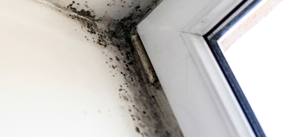 Wegen eines Schimmelbefalls ist die AWO-Kita in Langenholdinghausen aktuell geschlossen. Die mehr als 50 Kinder kommen bis Januar in Notunterkünften unter, bis dahin wird die Kita saniert.