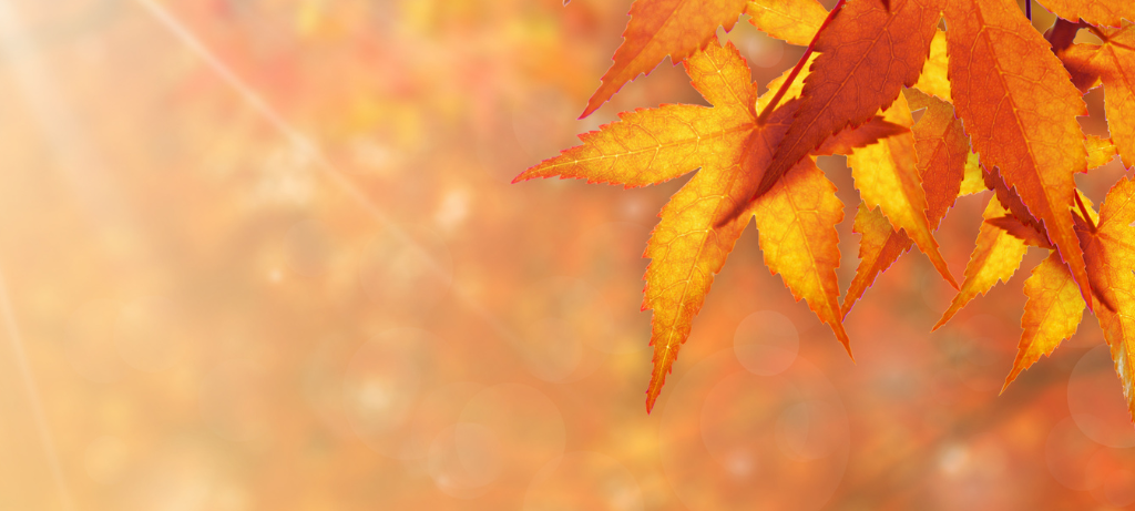 Herbst in Siegen warm, nass und sonnig