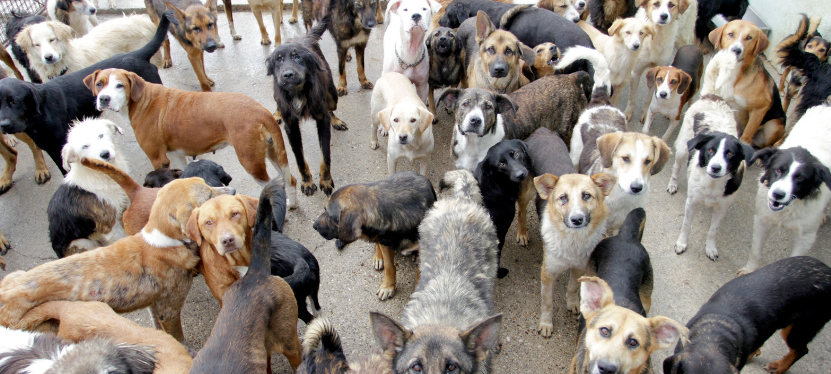 Bund der Steuerzahler NRW fordert Abschaffung der Hundesteuer