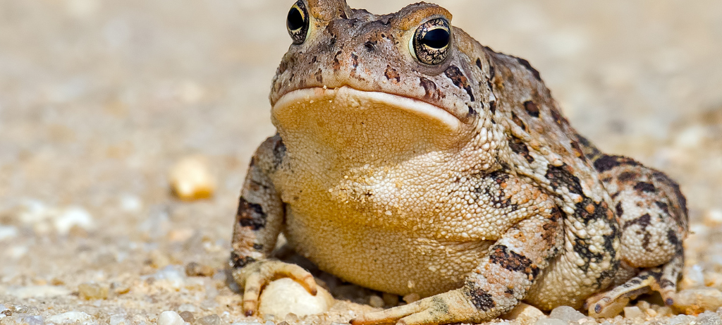 Amphibienwanderung in Siegen-Wittgenstein