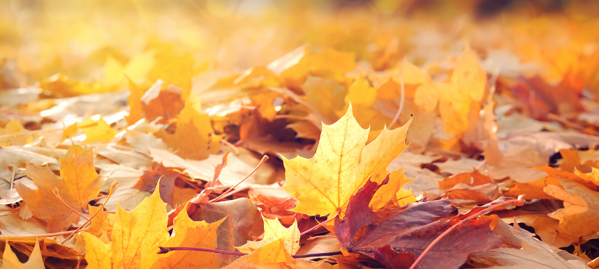 Siegen nimmt Herbstlaub an