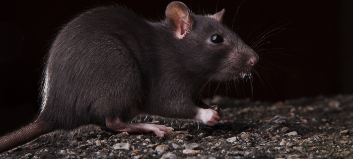 Ratten in Erndtebrück