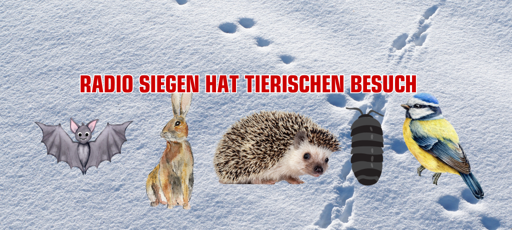 Spuren im Schnee mit verschiedenen Tieren im Vordergrund