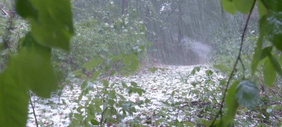 Umgestürzte Bäume und vollgelaufene Keller in Wittgenstein
