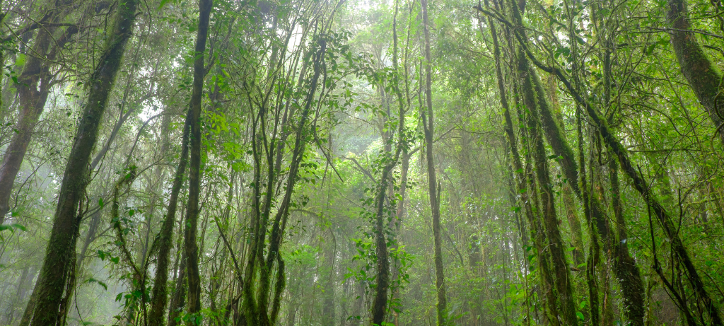 Wald in Siegen-Wittgenstein freut sich über Regen