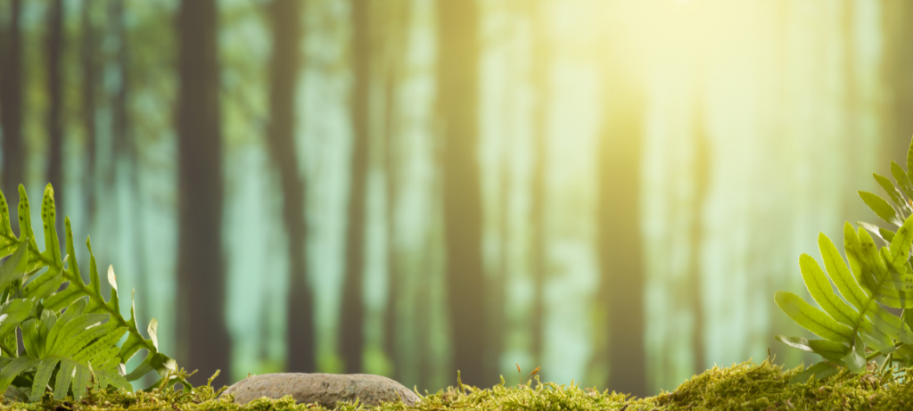 Der Wald in Siegen-Wittgenstein erholt sich immer mehr von den Schäden der letzten Jahre.