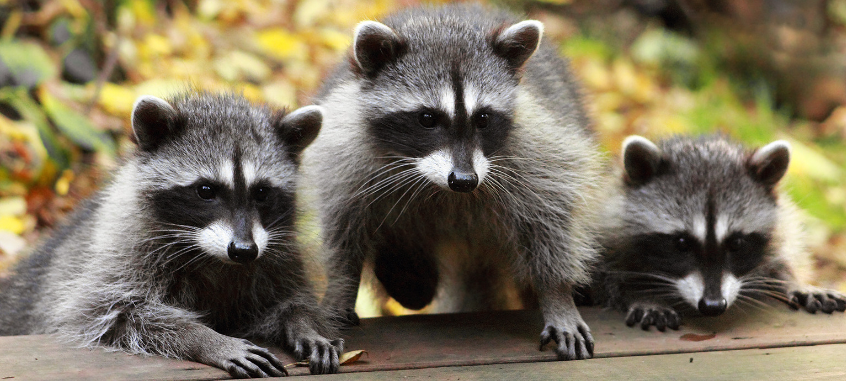 Pfeil aus Armbrust tötet Waschbär in Niederdresselndorf