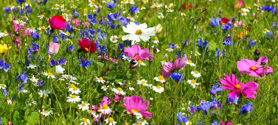 kostenlose Wildblumensamen