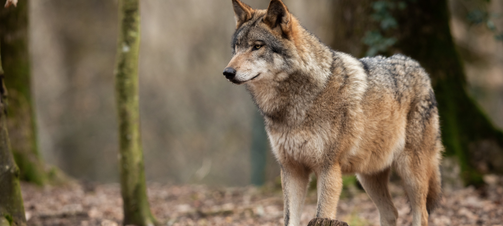 Wolf bei Bad Berleburg gesichtet