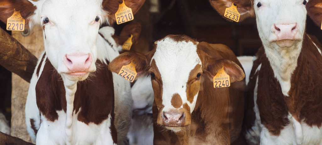 Blauzungenkrankheit erreicht Siegen-Wittgenstein