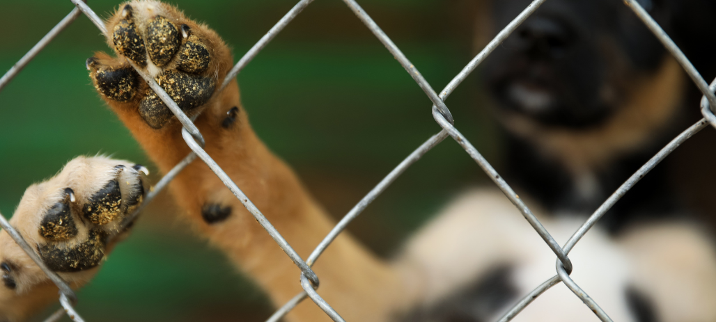 Weiterhin Aufnahmestopp im Tierheim Siegen