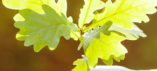 TVE Netphen möchte Allee pflanzen