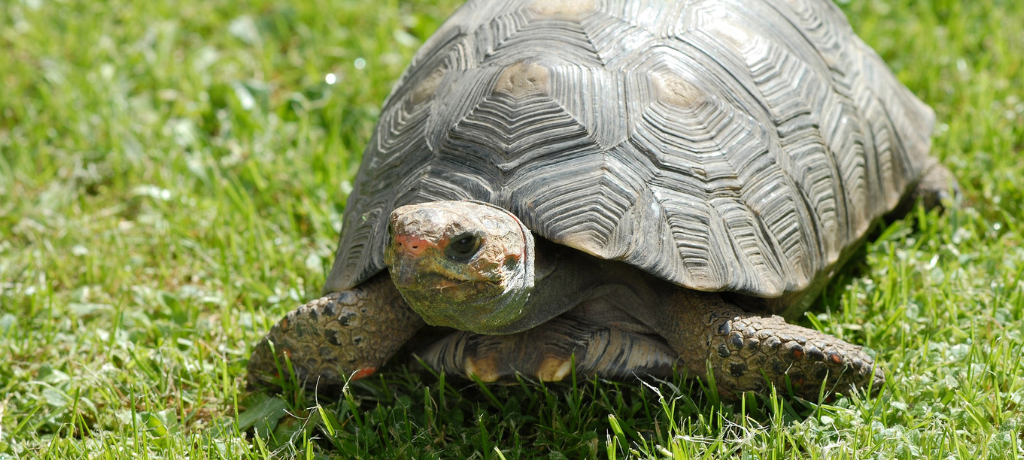Vermisste Schildkröte in Herzhausen wieder aufgetaucht