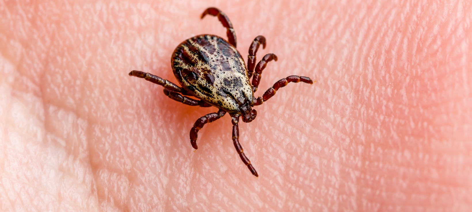 Kein FSME-Anstieg im Siegerland