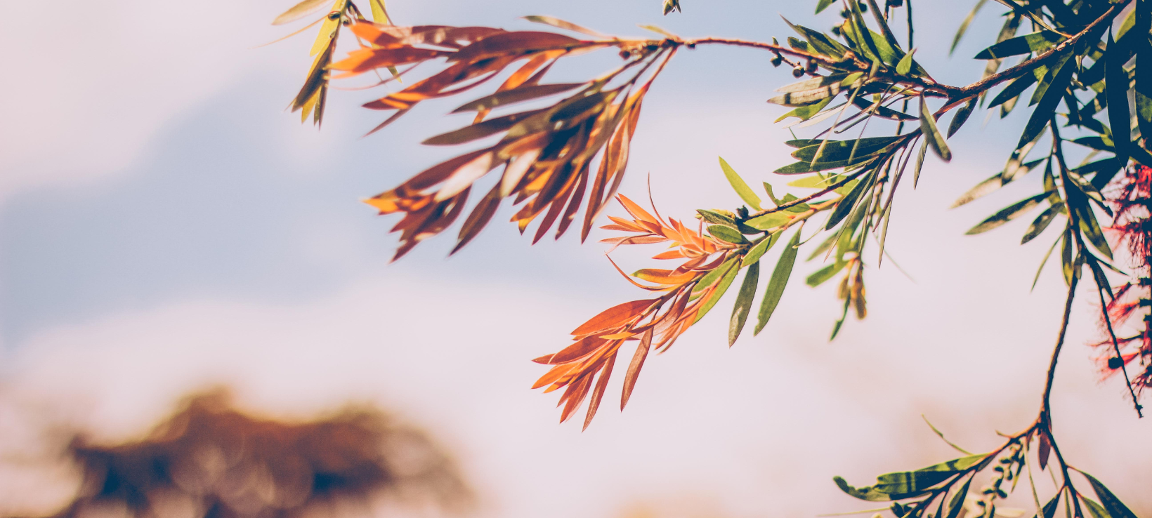 Goldener November in Siegen
