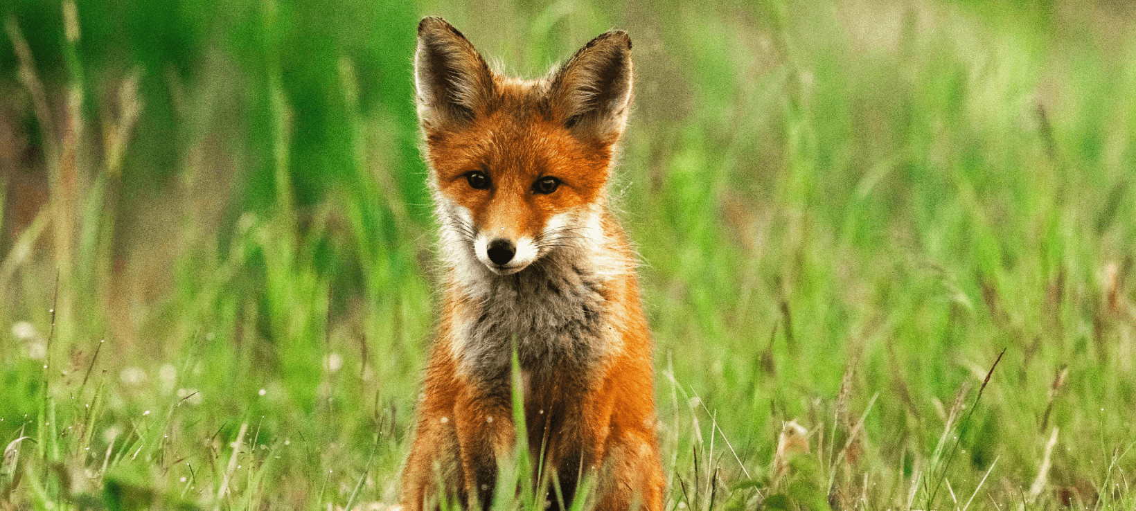 PETA kritisiert Fuchsjagd in Freudenberg