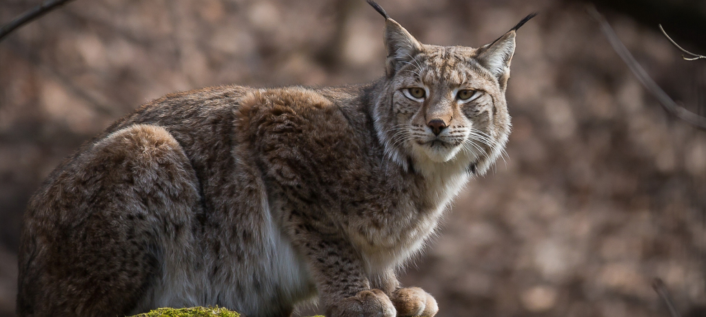 Kommt der Luchs nach Siegen-Wittgenstein?