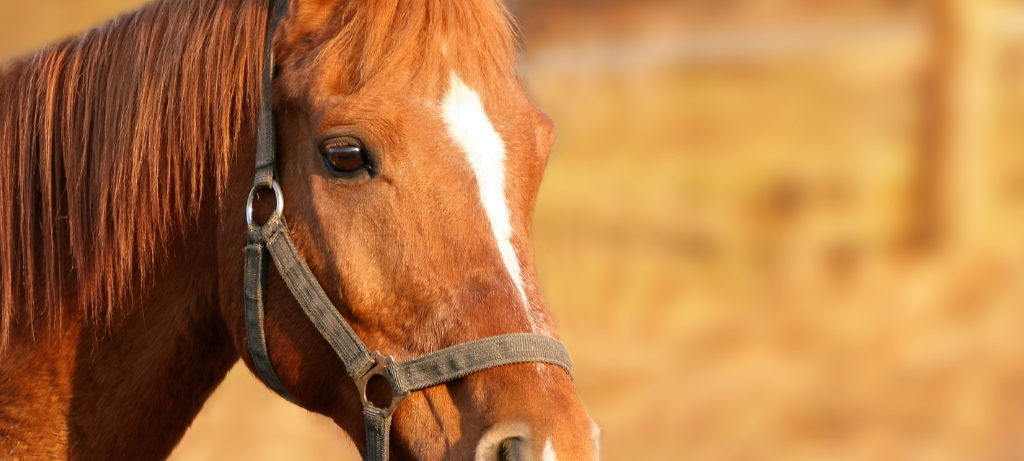 Pferd in Erndtebrück verletzt