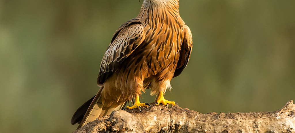 40.000 Euro für Vogelschutz in Burbach