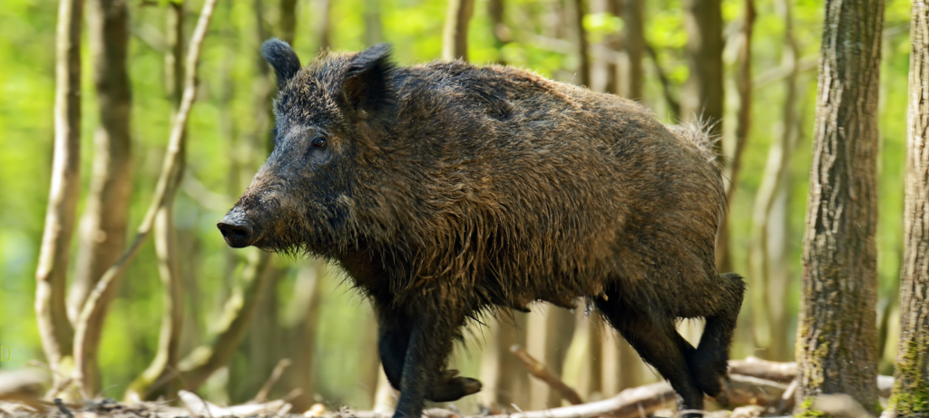 Schüllar - Frischling stirbt mit Afrikanischer Schweinepest