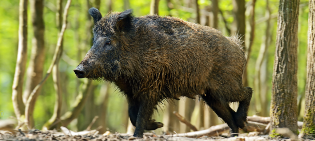 Ganz Siegen-Wittgenstein ist Schweinepest-Seuchengebiet