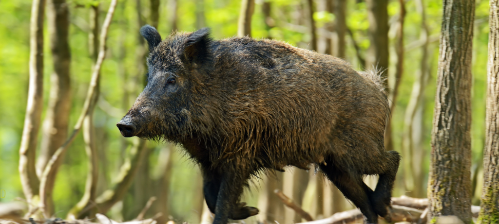 Schweinepest wird sich weiter ausbreiten