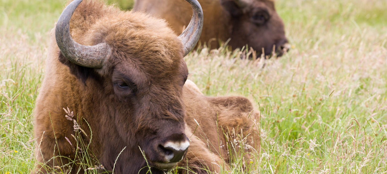 Zukunft der Wisent-Wildnis